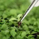 Italia: 21 milioni di euro saranno impiegati nella ricerca sulle biotecnologie sostenibili