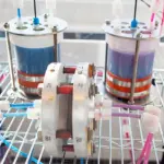 Batterie al rabarbaro: la svolta per le energie rinnovabili