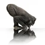 Antimicrobial Gorilla Glass schermo antimicrobico per ZTE Axon