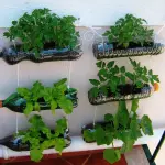 Orti verticali cibi sani sul terrazzo di casa