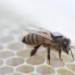 Moria degli insetti: Intel mette un chip a bordo delle api