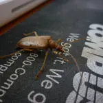 Baco di sicurezza nella Bash di Linux. Il Web trema!