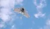 I droni di Google sorvoleranno i nostri cieli ecco Project Wing