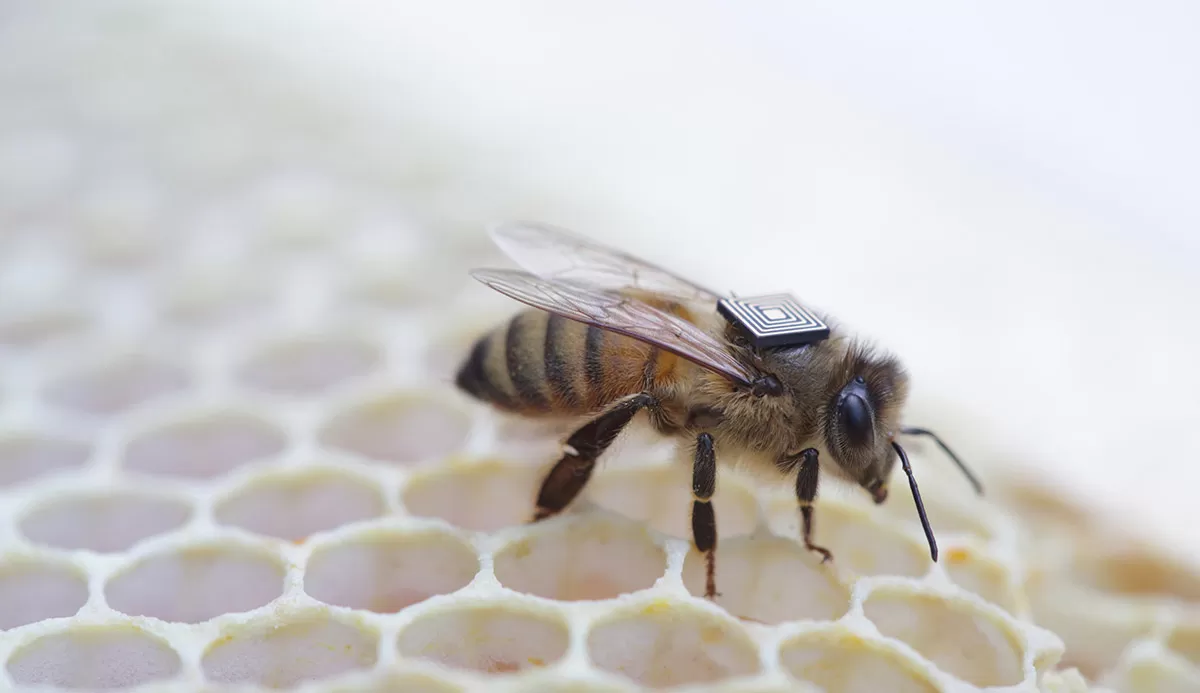 Moria degli insetti: Intel mette un chip a bordo delle api