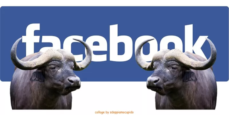 Facebook: le prime notizie etichettate come bufale